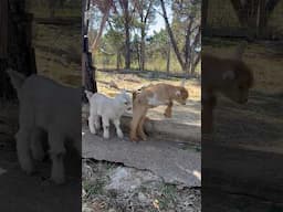 We Got Baby Goats on the Farm 🥹 #babygoats #farmlife #texas #animals #cute