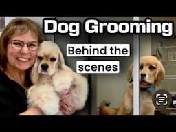 1/28/2025 Dog Grooming ALL DAY! Biewer Terrier, Yorkie, Asian Fusion Maltese, Poodle, Shih Tzu