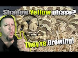 They're GROWING! Shadow YELLOW phase!! BIG Project Announcement!