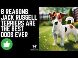 8 Reasons Jack Russell Terriers Are The Best Dogs Ever