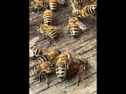 Bees trying to Help a Dead Queen Bee #bees #beehive #beekeeper #honeybee #bee ##australia