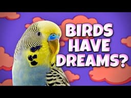 What is your Pet Bird Dreaming About?