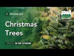 Christmas Trees - From the Woods Today - Episode 229