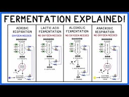 Fermentation: Lactic Acid, Alcohol & Glycolysis