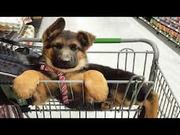 New Funniest & Cutest German Shepherd Videos   Puppy Videos 2025