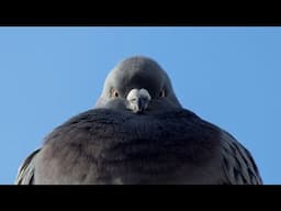 Qué Pasa con las Palomas I Mini documental