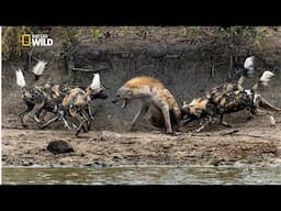 National Geographic Documentary - World's Deadliest Wild Dogs & Lions - New Documentary HD 2017