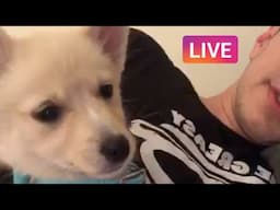 Reggie Webber livestream NEW PUPPY‼️