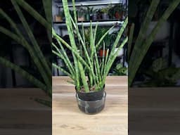 How to Propagate Snake Plants in Soil