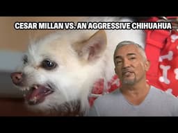 The Grandma-Biting Dog That’s Too Chaotic To Roam Free! | Cesar 911 Throwbacks