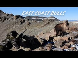 East Coast Bulls, Tahr Hunting NZ