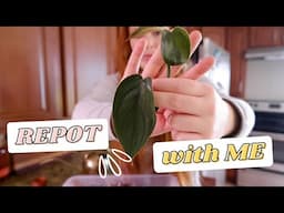 REPOT WITH ME | Philodendron Burle Marx Fantasy | Hoyas | Syngonium