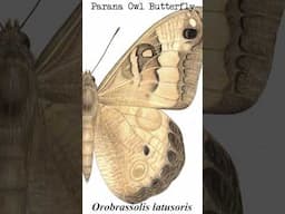 Orobrassolis latusoris - Extinct South American Butterfly