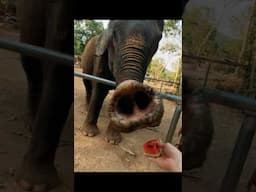 Feeding RESCUE Elephants in Pattaya, Thailand 🇹🇭 #elephants #thailand #travel #shorts