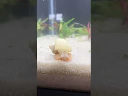 dancing mystery snail 🐌