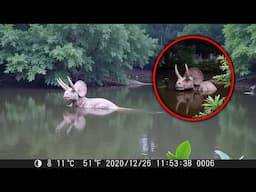 60 Extinct Animals Caught ALIVE On Camera!