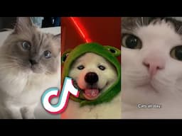 TikTok PETS That Will MAKE YOU HAPPY...