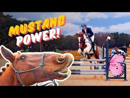 Wyeth the Mustang (Open Training | 2025 Majestic Oaks Ocala Horse Trials)