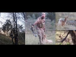 First Deer with a Bow | Fallow Deer Rut 2024