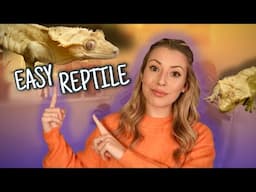 Watch This Before Getting A Crested Gecko!