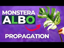 How to Propagate a Monstera Albo in 6 Easy Steps