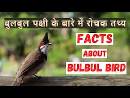 बुलबुल पक्षी के बारे में रोचक जानकारी | Top 20 Interesting Facts about Bulbul Bird | In Hindi