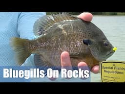 Bluegills On Rocks