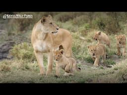 What is the term for a group of lionesses without a male lion?