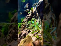 Details……more to be revealed soon⛰️🌱🐟 #aquarium #aquascape #aquascaping