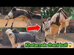 Khatarnak fateh e jung bachre😱| Aggressive breed in Pakistan😍