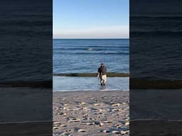 Striped Bass BLITZING Near Beach!