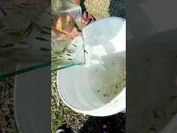 Collected Unique Fishes from river🔥🔥 #riverfish #fishing #fish #shorts #aquarium #fishlover