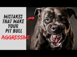 Is Your Pit Bull's Aggression a Result of Your Mistakes?