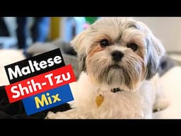 Who's Maltese Shih Tzu Mix Breed? Malshi Traits and Care