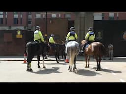 Met Police Mounted Brach