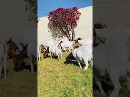 cabras boer y sementales boer en Puebla