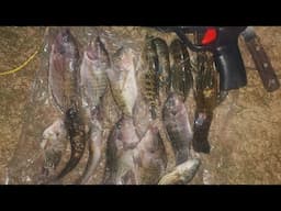 SPEARFISHING in the DARK: Nighttime Fishing SECRETS Revealed!" after work catch & cook