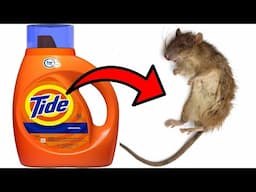 No More Mice & Rats! This Simple Laundry Detergent Solution Works