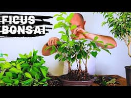 Making a Ficus Clump Style Bonsai | Bonsai Update Part 2