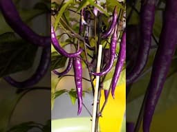 5 gorgeous PURPLE peppers to grow