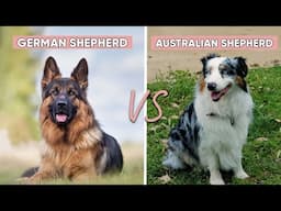 German Shepherd vs Australian Shepherd - Which is better for You