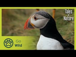 Between Cliff-top and Ocean (Bretagne) | Tales of Nature 4/10 | Go Wild