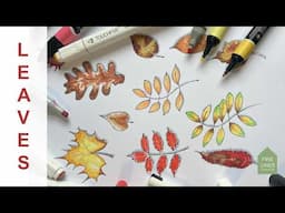 How to draw Autumn leaves (beginner level) with marker pens