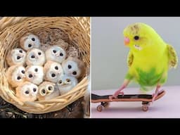 Smart And Funny Parrots Parrot Talking Videos Compilation (2024) - Cute Birds #72