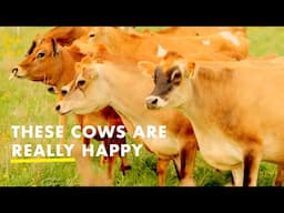 Happy Cows Frolicking in a Field