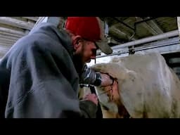 Artificially Inseminating A Cow l How To AI Breed Cattle