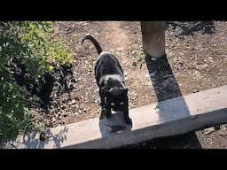 As a way to thank the girl who fed him every day, the stray cat brought his caught prey as a gift.