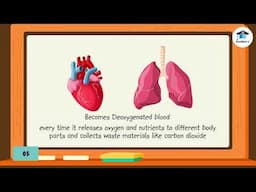 SCIENCE06L02: The Circulatory System