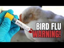 CDC Warns of Severe Illness Due to Bird Flu Outbreak