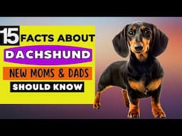 15 Important Facts About Dachshund Dog All New & Prospective Owners Should Know